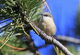 Pygmy Nuthatch